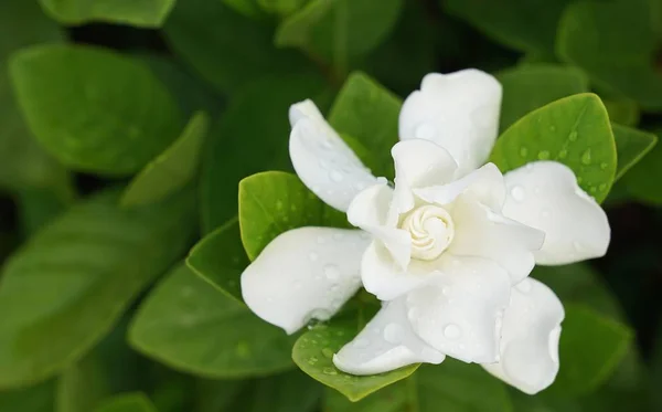 Weiße Gardenia-Blume (gardenia jasminoides) mit Regentropfen — Stockfoto