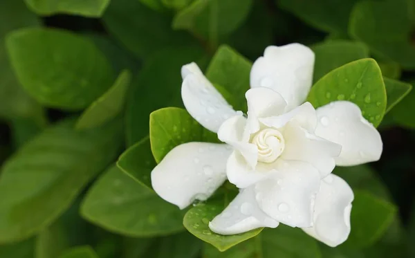 Yağmur damlaları ile beyaz gardenya çiçek (gardenya jasminoides)
