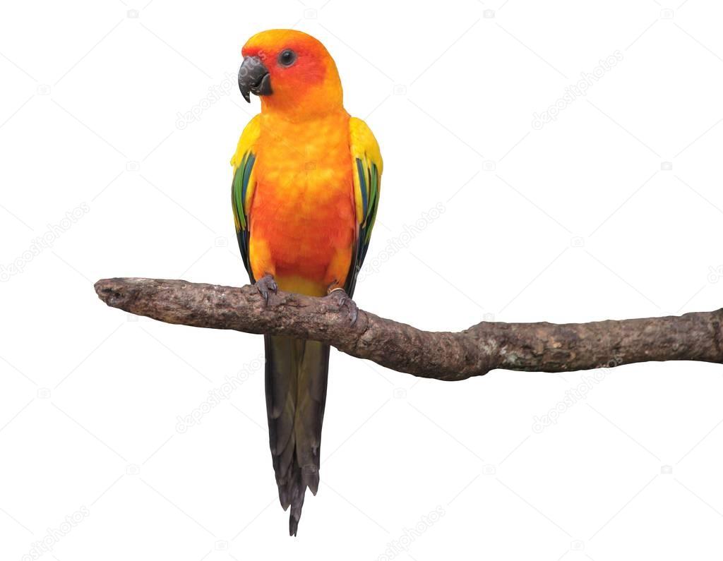Sun Conure parrot with  red orange yellow  and green colors stan
