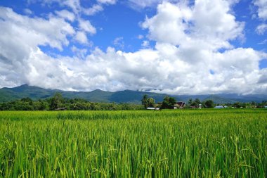 Yeşil çeltik pirinç. Pirinç çeltik pirinç alanı clo ile yeşil kulak