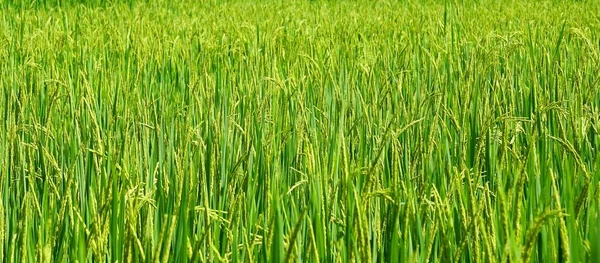 Zöld hántolatlan rizs. Rizs, hántolatlan rizs mező zöld fül — Stock Fotó