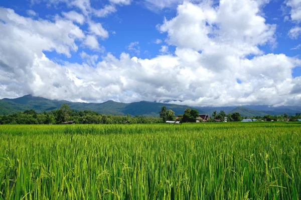 Yeşil çeltik pirinç. Pirinç çeltik pirinç alanı clo ile yeşil kulak