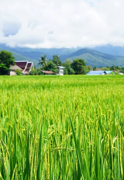 Yeşil çeltik pirinç. Pirinç çeltik pirinç alanı clo ile yeşil kulak
