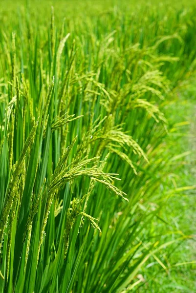 녹색 벼 쌀 닫습니다. 쌀 패 디 라이스 fi의 녹색 귀 — 스톡 사진
