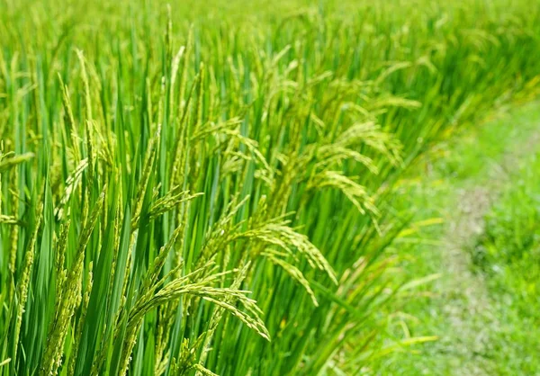 녹색 벼 쌀 닫습니다. 쌀 패 디 라이스 fi의 녹색 귀 — 스톡 사진