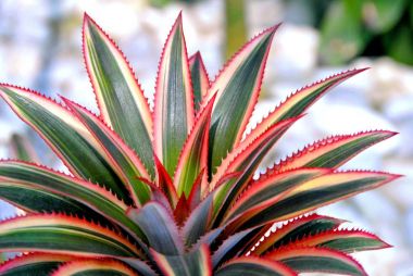 Close up of Bromeliad plants in garden clipart
