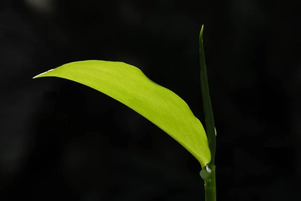 Green leaf with back light on black background — Stock Photo, Image