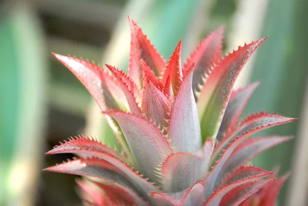 Close up de plantas Bromeliad no jardim — Fotografia de Stock