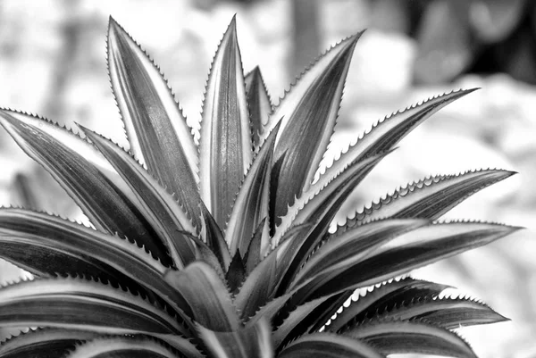アナナスの庭で植物のクローズ アップ — ストック写真
