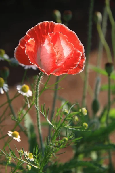 Primer plano de flor de amapola de opio rojo —  Fotos de Stock