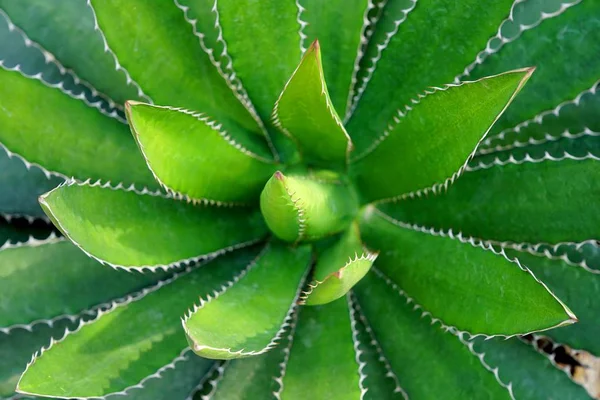 緑のとがったリュウゼツランの植物または tequilana リュウゼツランの平面図. — ストック写真