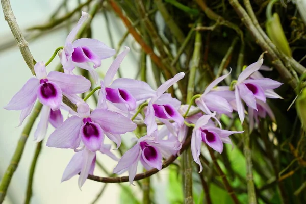 Dendrobium anosmum w pełnym rozkwicie. Fioletowy i biały kwiat orchidei — Zdjęcie stockowe