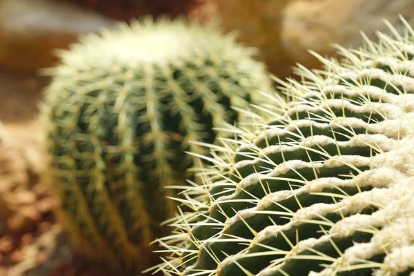 Közelkép Sharp Thorn Zöld Kaktusz — Stock Fotó