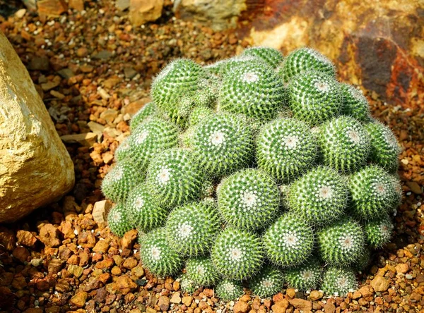 Grupo de Golden Ball Cactus ou Echinopsis plantas de cacto — Fotografia de Stock
