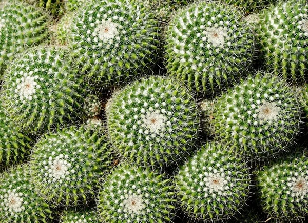 Grupo de Golden Ball Cactus ou Echinopsis plantas de cacto — Fotografia de Stock