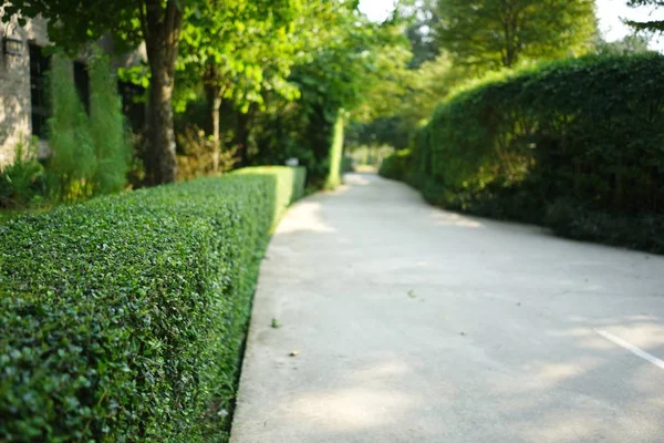 Caminho de concreto curva com sebe de arbusto aparado verde no parque Imagens De Bancos De Imagens