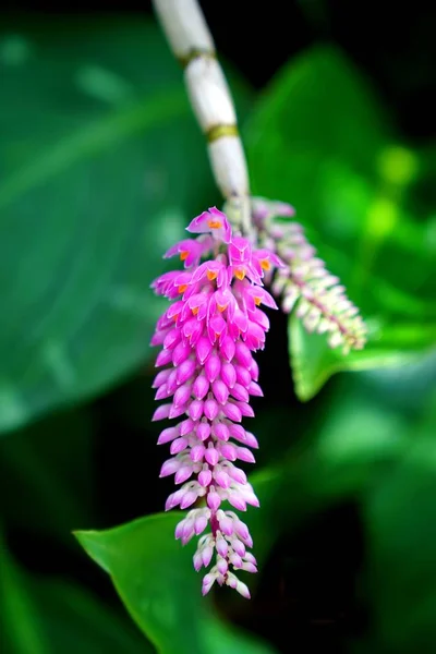 Cepillo de dientes rosa Orquídea (Dendrobium secundum) en el jardín — Foto de Stock