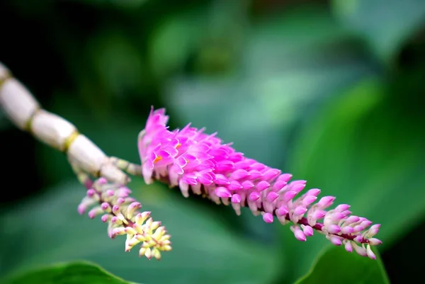 Cepillo de dientes rosa Orquídea (Dendrobium secundum) en el jardín — Foto de Stock