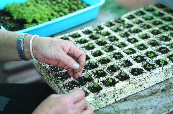 Closeup of old woman's hands planting vegetable seedling in  pla — Stock Photo, Image