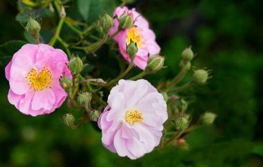 Bahçede çiçek tomurcukları ile taze pembe foribunda rosees