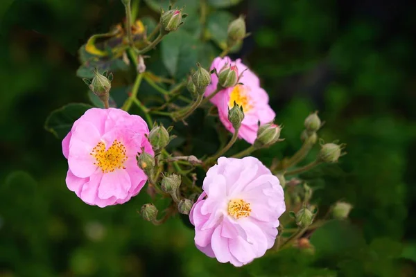 Bahçede çiçek tomurcukları ile taze pembe foribunda rosees — Stok fotoğraf