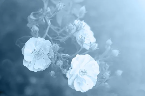 Foribunda rosees με μπουμπούκια ανθίζουν σε κήπο, ανοιχτό μπλε vintag — Φωτογραφία Αρχείου