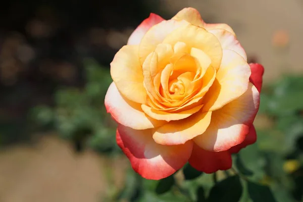 Bloomimg Queen Sirikit Rose, Rosa 'Queen Sirikit' — Stock Photo, Image