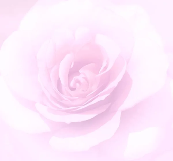 Soft focus light pink rose  background. Defocused blur rose peta — Stock Photo, Image