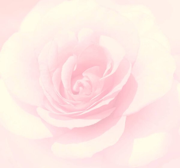Soft focus light pink rose background. Defocused blur rose petals, abstract romance background.