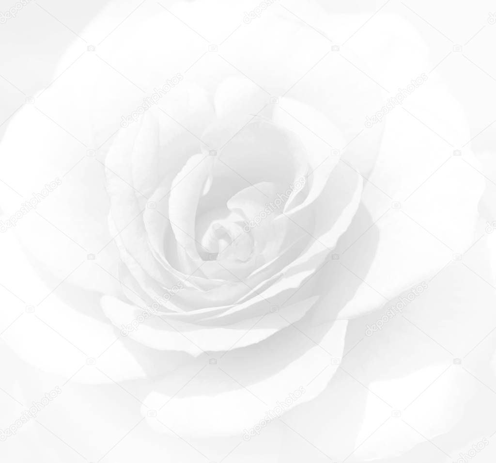 Soft focus white rose  background. Defocused blur rose petals, a