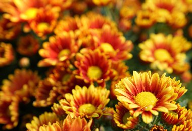 Turuncu sarı Kasımpatı çiçek çiçeklenme