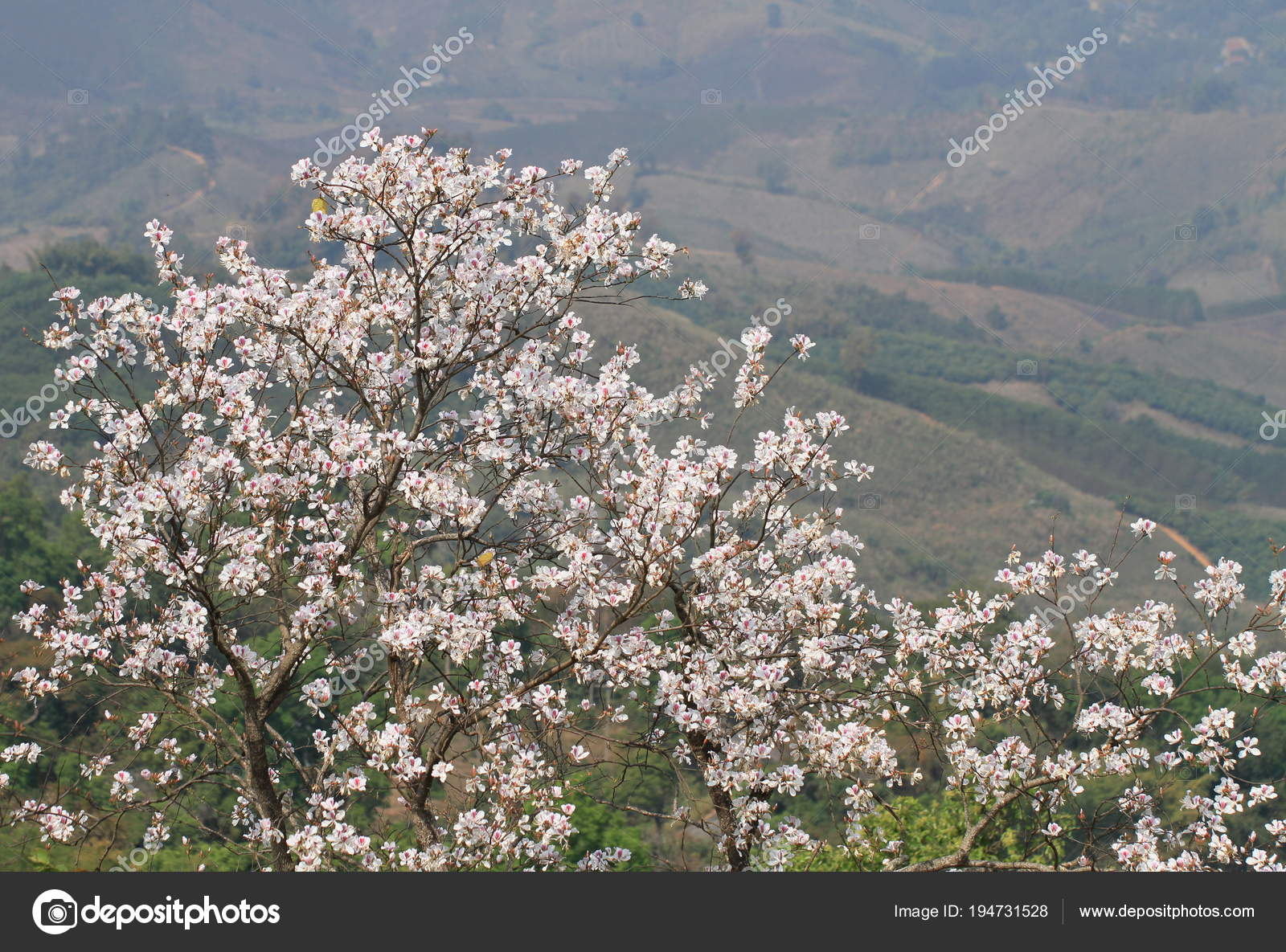 Blooming White Orchid Tree Or Butterfly Tree Flower Bauhinia V Stock Photo Image By C Wanchanta Blooming White Orchid Tree Or Butterfly Tree Flower Bauhinia V Stock Photo Image By C Wanchanta