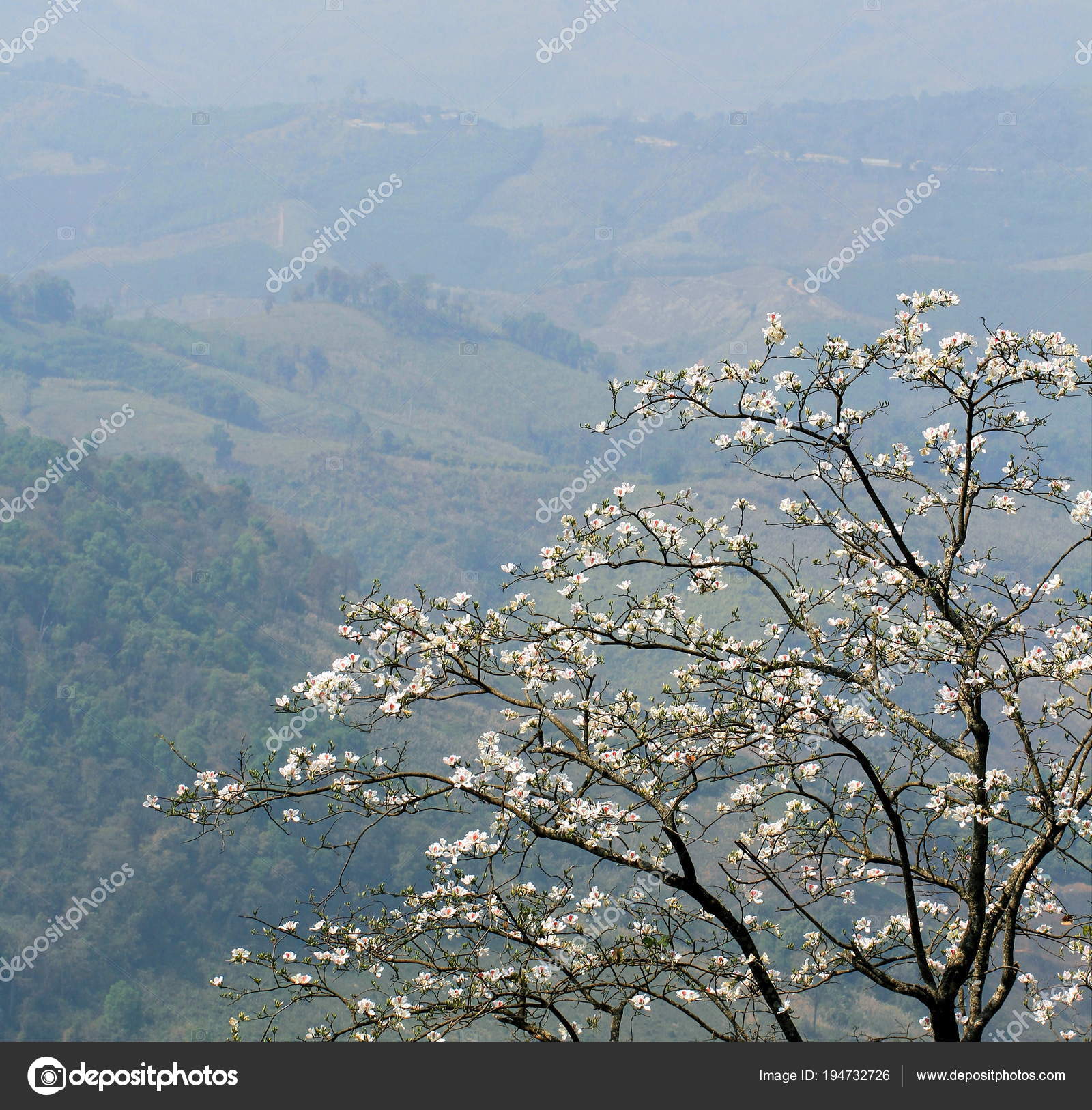Blooming White Orchid Tree Or Butterfly Tree Flower Bauhinia V Stock Photo Image By C Wanchanta Blooming White Orchid Tree Or Butterfly Tree Flower Bauhinia V Stock Photo Image By C Wanchanta
