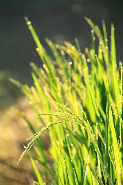 녹색 패 디 라이스입니다. 논 쌀 라이를 쌀의 녹색 귀 — 스톡 사진