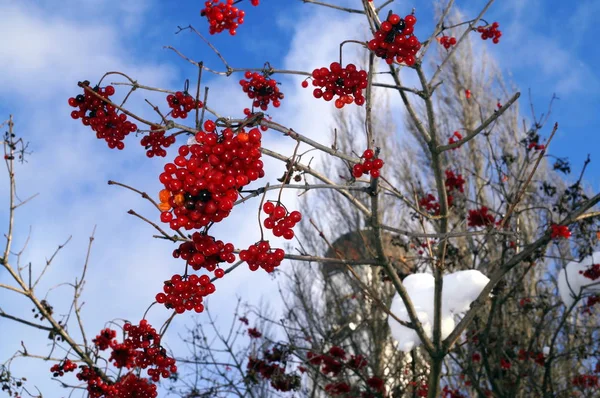 Rode trossen van zwaan bedekt met de sneeuw — Stockfoto