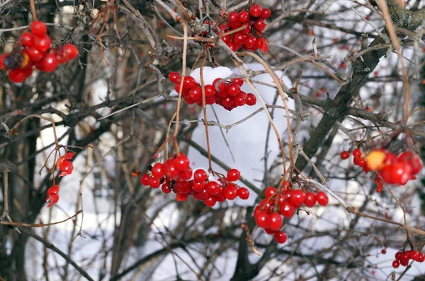 Red bunches of rowan covered with the snow — Stock Photo, Image