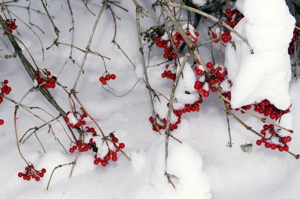 Kükreyen kırmızı demetler karla kaplı — Stok fotoğraf