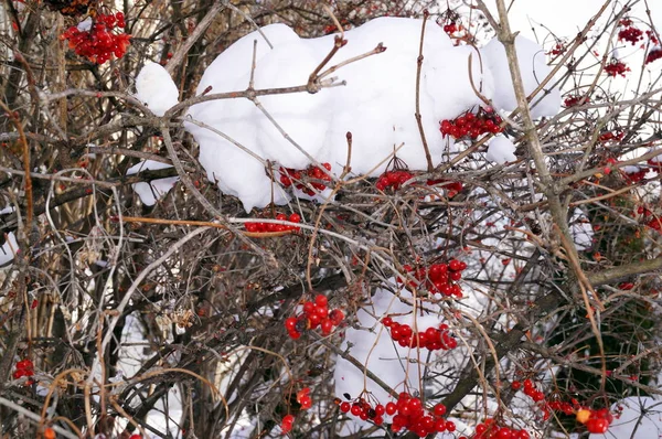 Red bunches of rowan covered with the snow — Stock Photo, Image