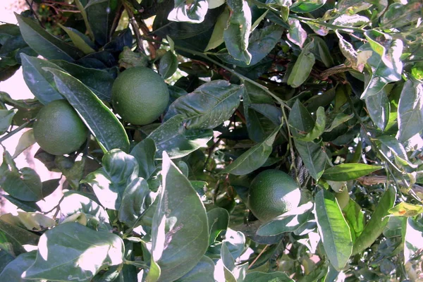 Lime tree with fruits — Stock Photo, Image