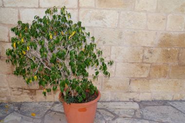 Taş duvar ile yeşil alan. Doku doğa. Metin, afiş, etiketi için arka plan.