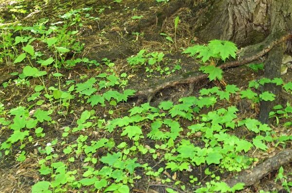 Yeşil bir ağaç. Doku doğa. Arka plan metin, afiş, Etiketler için.