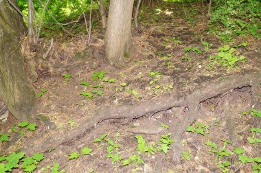 Yeşil bir ağaç. Doku doğa. Arka plan metin, afiş, Etiketler için.