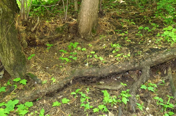 Yeşil bir ağaç. Doku doğa. Arka plan metin, afiş, Etiketler için.