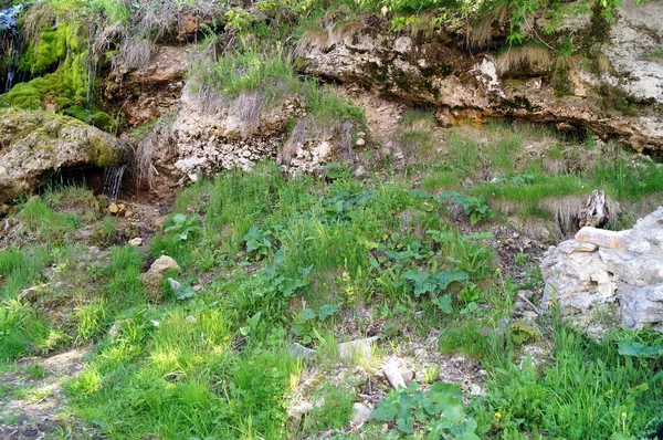 Pared de piedra con vegetación. Textura de la naturaleza. Fondo para texto, banner, etiqueta . — Foto de Stock