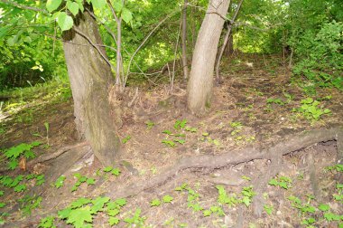 Yeşil bir ağaç. Doku doğa. Arka plan metin, afiş, Etiketler için.