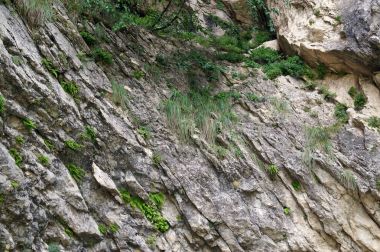 Taş duvar ile yeşil alan. Doku doğa. Metin, afiş, etiketi için arka plan.