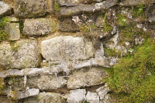 Steinmauer mit viel Grün. Textur der Natur. Hintergrund für Text, Banner, Etikett. — Stockfoto