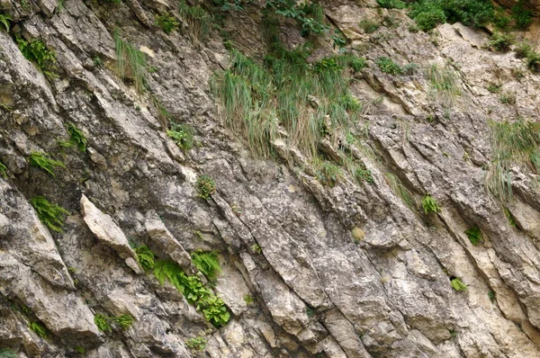 Pared de piedra con vegetación. Textura de la naturaleza. Fondo para texto, banner, etiqueta . — Foto de Stock