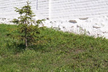 Taş duvar ile yeşil alan. Doku doğa. Metin, afiş, etiketi için arka plan.