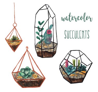 Beyaz izole zemin üzerine suluboya succulents
